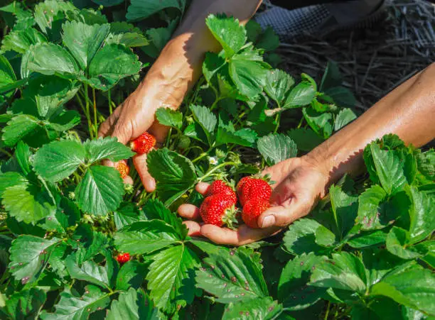 Berry Workers