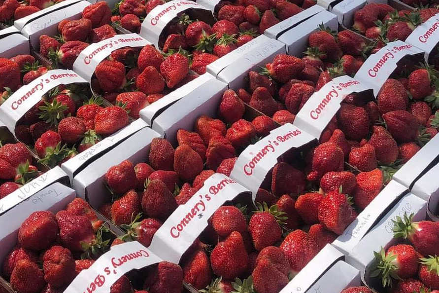 connery farms strawberries